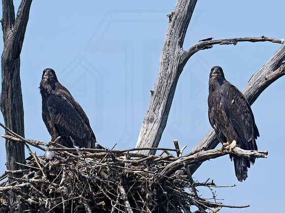 Haliaeetus leucocephalus  BALD EAGLE 9078956z
