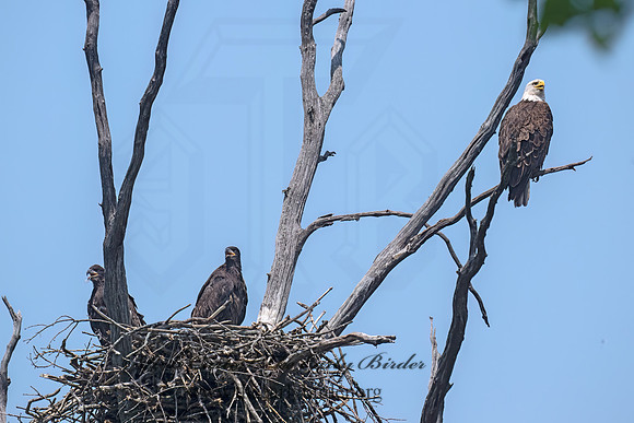Haliaeetus leucocephalus  BALD EAGLE 9077600z-