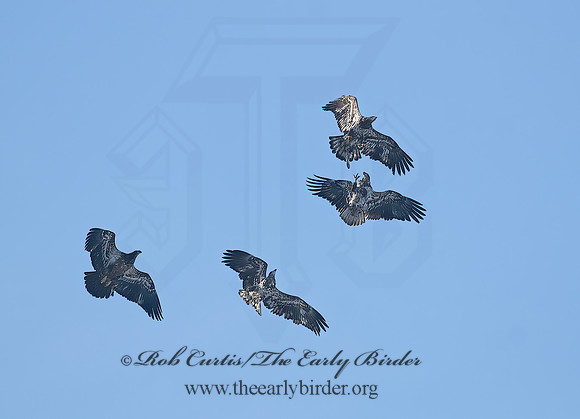 Haliaeetus leucocephalus  BALD EAGLE 7013973z