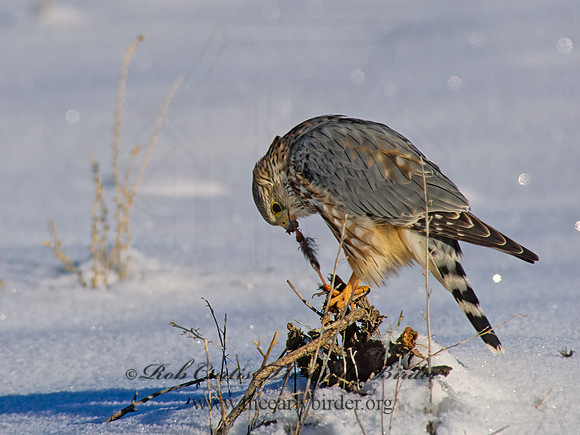 Falco columbarius  MERLIN 120137+