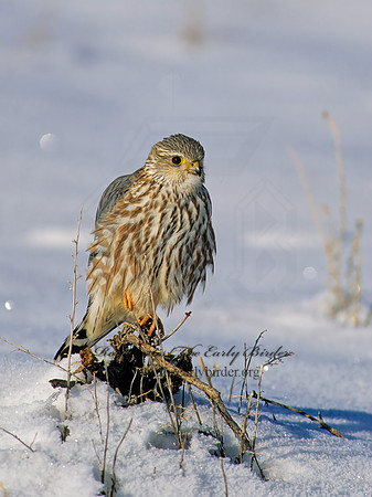 Falco columbarius  MERLIN 119935+