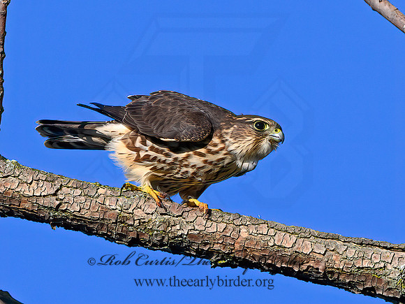 Falco columbarius  MERLIN 1306493+