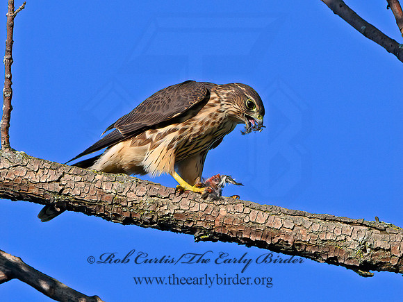 Falco columbarius  MERLIN 1306446+
