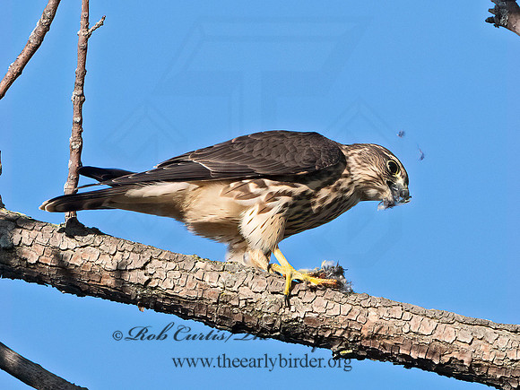 Falco columbarius  MERLIN 1306403+