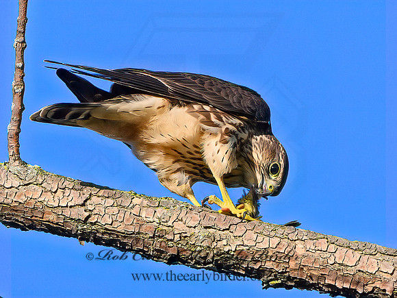 Falco columbarius  MERLIN 1306382+