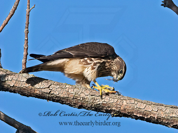 Falco columbarius  MERLIN 1306396+