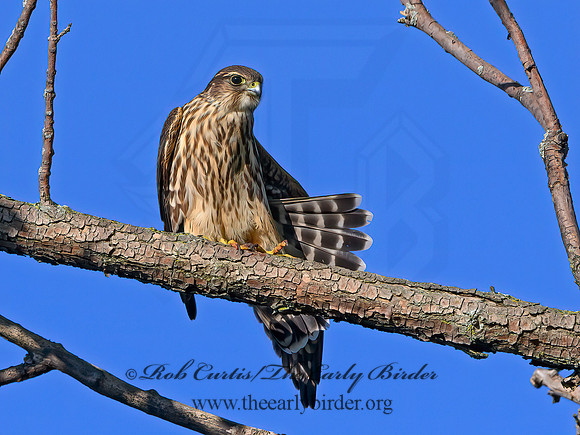 Falco columbarius  MERLIN 1306487+