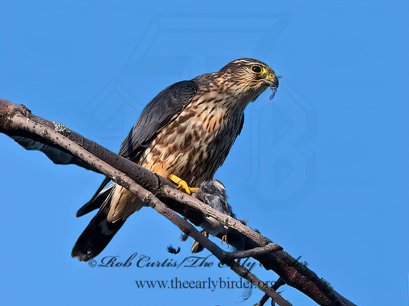 Falco columbarius  MERLIN 1307146+
