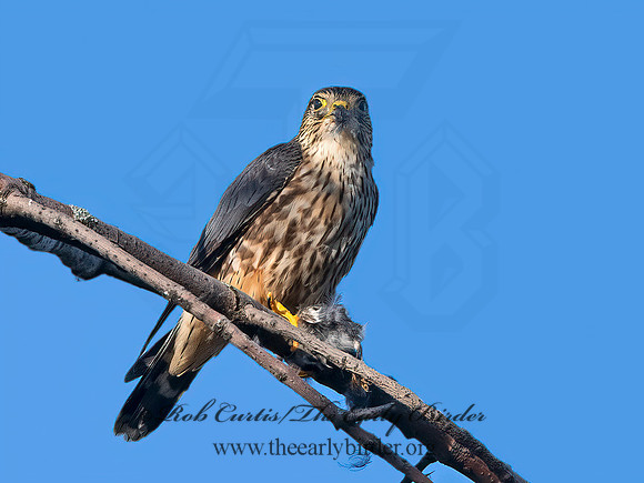 Falco columbarius  MERLIN 1307152+
