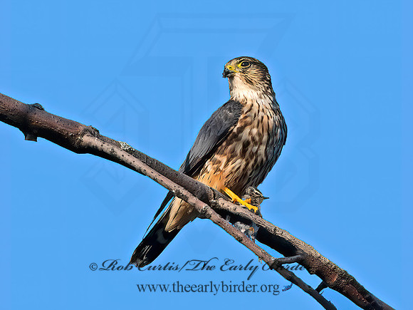 Falco columbarius  MERLIN 1307155+