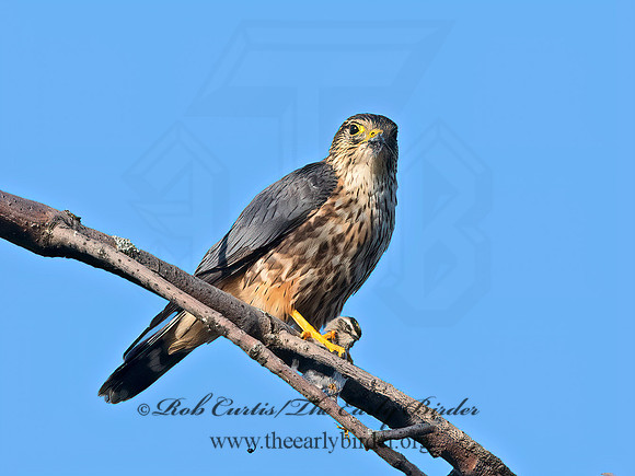 Falco columbarius  MERLIN 1307157+