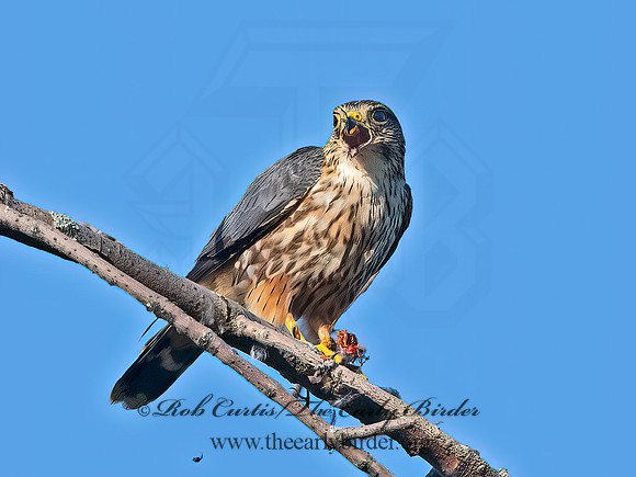 Falco columbarius  MERLIN 1307174+