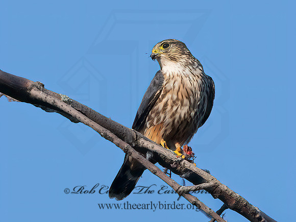 Falco columbarius  MERLIN 1307176+