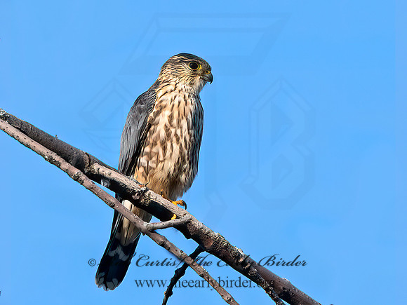 Falco columbarius  MERLIN 1307185+