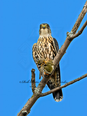 Falco columbarius  MERLIN 1307470+