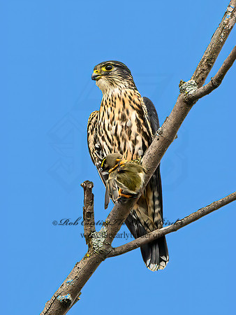 Falco columbarius  MERLIN 1307471+