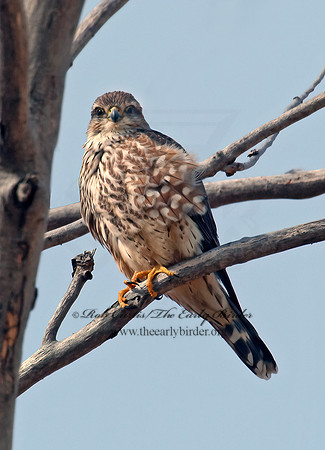 Falco columbarius  MERLIN 3000150+