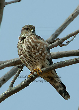Falco columbarius  MERLIN 3000155+