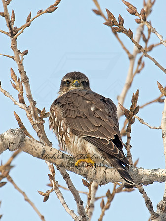 Falco columbarius  MERLIN 9007385+