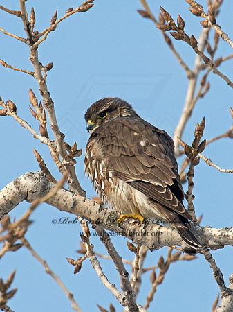 Falco columbarius  MERLIN 9007391+