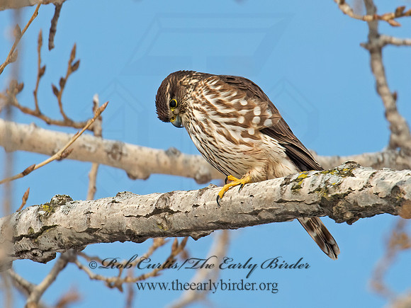 Falco columbarius  MERLIN 9007407+