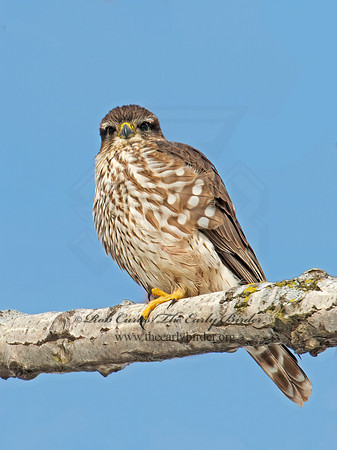 Falco columbarius  MERLIN 9007414+