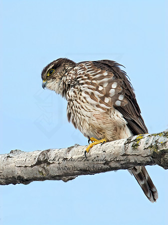 Falco columbarius  MERLIN 9007418+