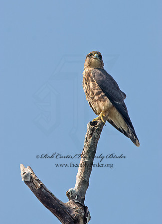 Falco columbarius  MERLIN 9036208+