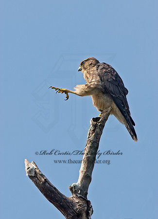 Falco columbarius  MERLIN 9036211+
