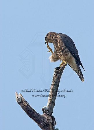 Falco columbarius  MERLIN 9036213+