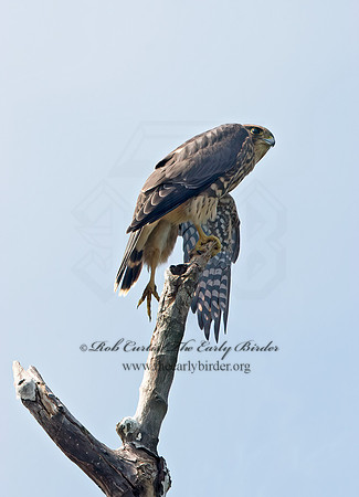 Falco columbarius  MERLIN 9036217+