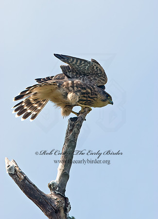 Falco columbarius  MERLIN 9036219+