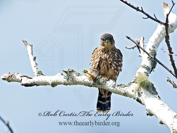 Falco columbarius  MERLIN 9036224+