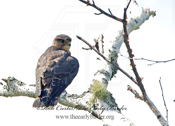 Falco columbarius  MERLIN 9036231+