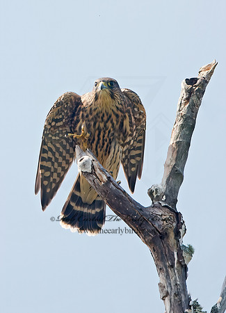 Falco columbarius  MERLIN 9036234+