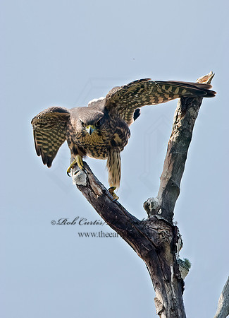 Falco columbarius  MERLIN 9036235+