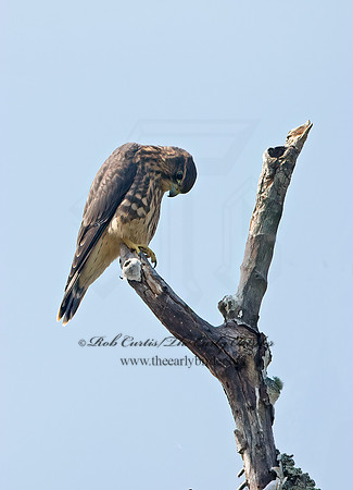 Falco columbarius  MERLIN 9036241+