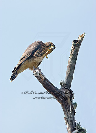 Falco columbarius  MERLIN 9036242+