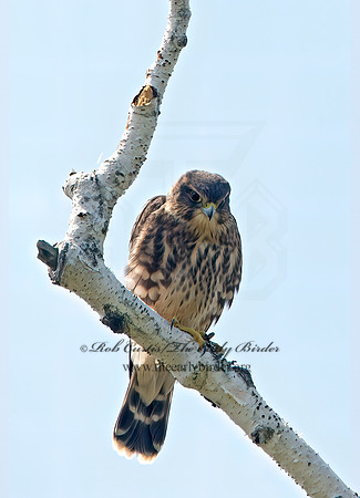 Falco columbarius  MERLIN 9036270+