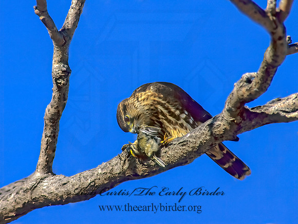 Falco columbarius  MERLIN 241802+