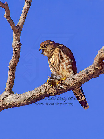 Falco columbarius  MERLIN 241817+