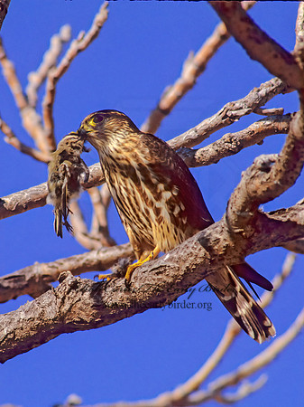 Falco columbarius  MERLIN 241824+