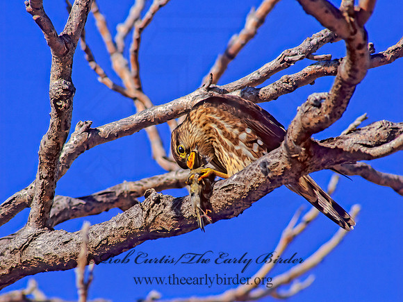 Falco columbarius  MERLIN 241829+
