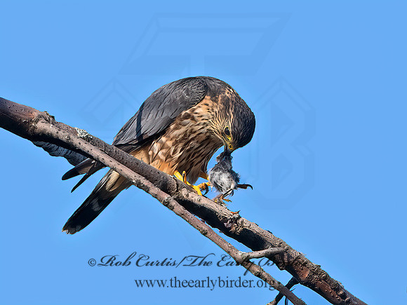 Falco columbarius  MERLIN 1307169+
