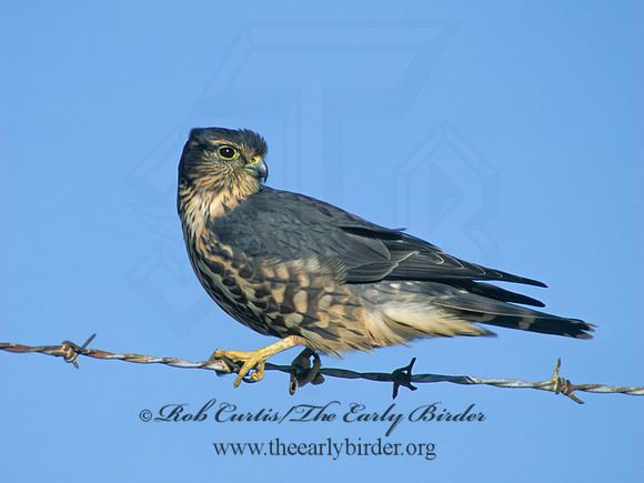 Falco columbarius  MERLIN 183803+