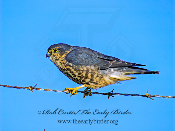 Falco columbarius  MERLIN 183804+