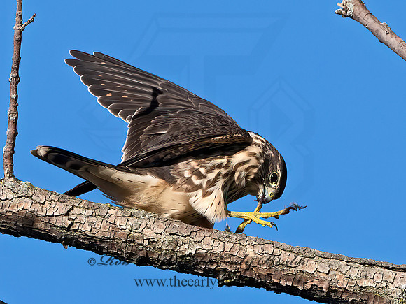 Falco columbarius  MERLIN 1306462+
