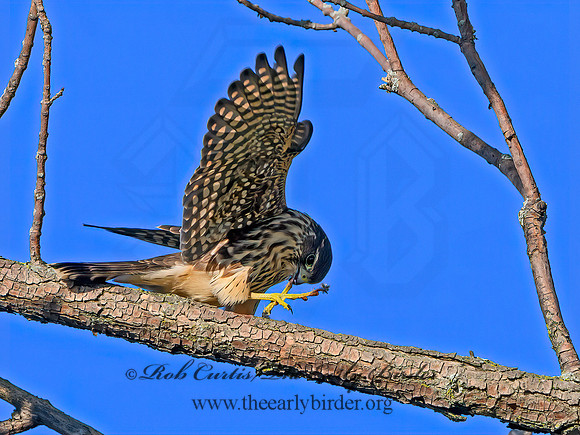 Falco columbarius  MERLIN 1306463+