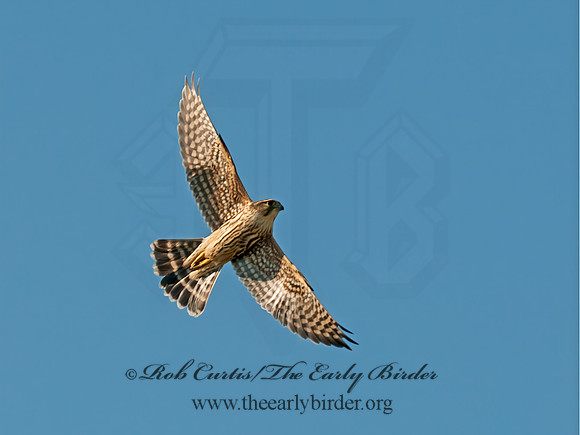 Falco columbarius  MERLIN 8031700+