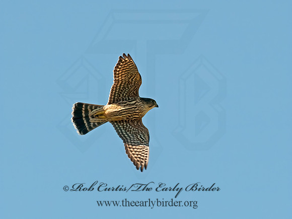Falco columbarius  MERLIN 8031701+